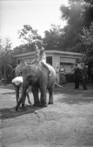 805436 Afbeelding van de jonge Mary Balfour van Burleigh op een olifant in Ouwehands Dierenpark aan de Grebbeweg te Rhenen.